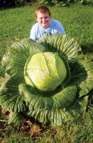Bonnie Plants Cabbage Program Teaches Third-Graders About Gardening